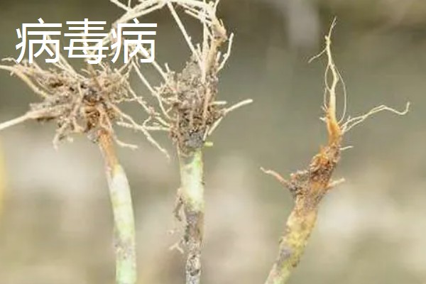 阳台茴香的种植方法，可冬播也可春播
