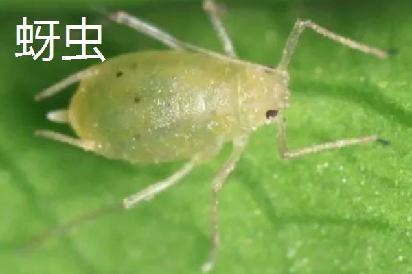 阳台茴香的种植方法，可冬播也可春播