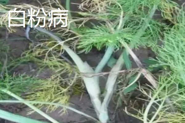 阳台茴香的种植方法，可冬播也可春播