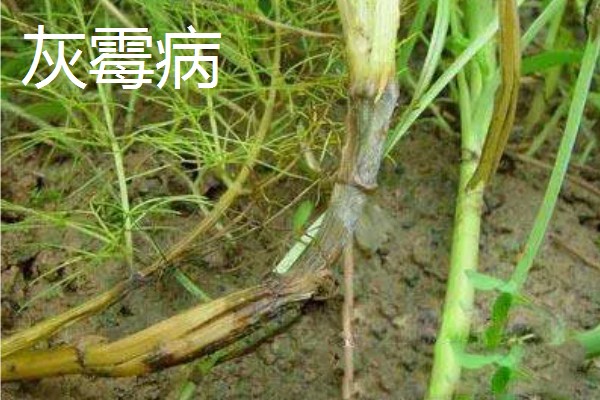 阳台茴香的种植方法，可冬播也可春播