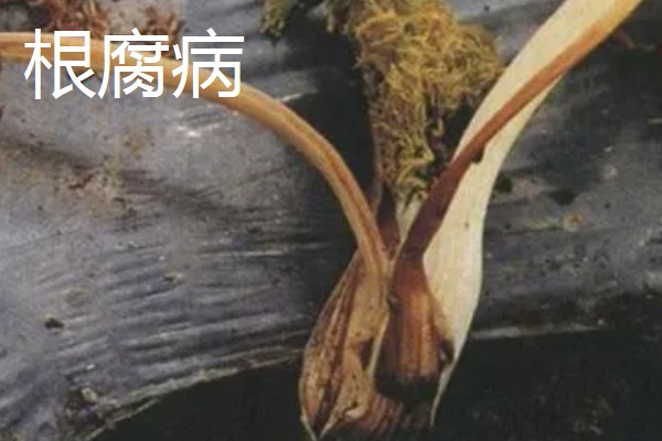 阳台茴香的种植方法，可冬播也可春播