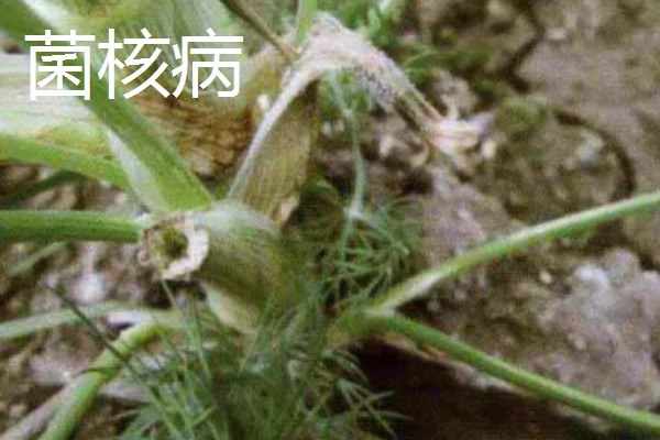 阳台茴香的种植方法，可冬播也可春播