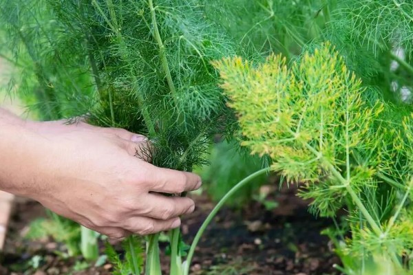 阳台茴香的种植方法，可冬播也可春播
