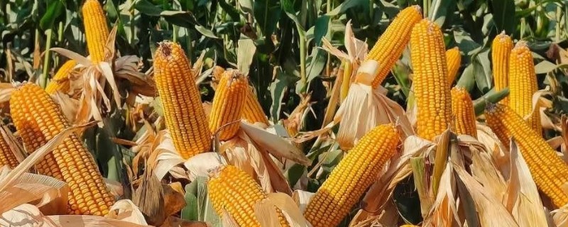 亩产3000斤的玉米品种，有豫玉22、京科968等