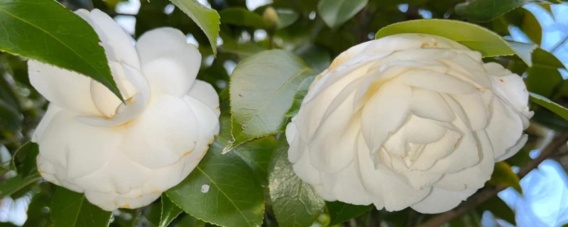 山茶花的寓意，寓意谦让、孤傲等