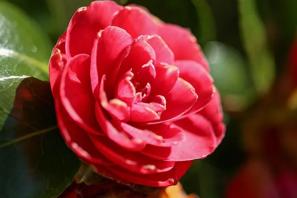 山茶花的寓意，寓意谦让、孤傲等