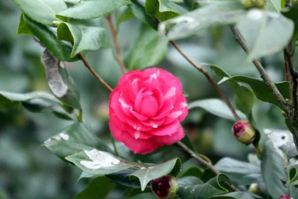 山茶花的寓意，寓意谦让、孤傲等