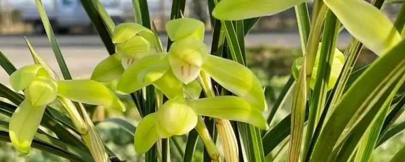 兰花的养殖方法，夏季早晚进行一次浇水