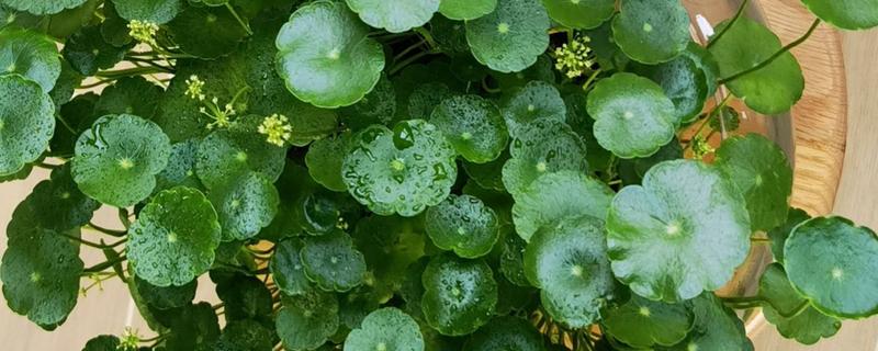 铜钱草的耐寒温度，不能低于0度