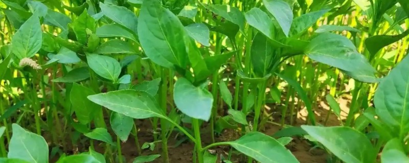 辣椒育苗需几天，露地育苗需60天