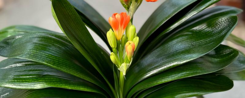 哪些花卉适合家庭养殖，可选择君子兰、藤本月季等品种