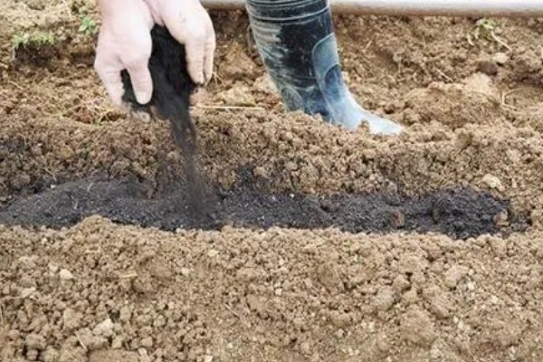 辣椒育苗需几天，露地育苗需60天
