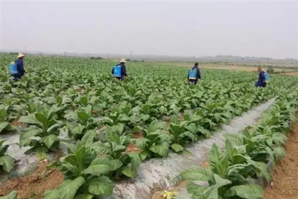 烟草灰斑病的防治方法，打药分3次进行