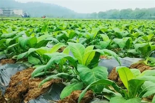 烟草灰斑病的防治方法，打药分3次进行