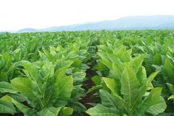 烟草灰斑病的防治方法，打药分3次进行