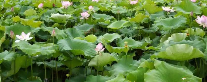 莲藕的栽培条件，生长阶段水位5-10厘米为宜