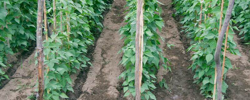 豆角是直播好还是育苗好，二者均有优点