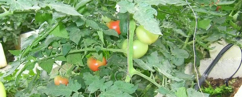 西红柿种植的水分管理,缓苗期和缓苗后要控制浇水