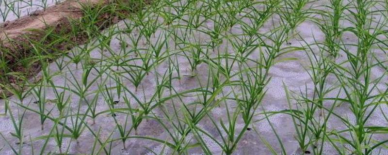 大蒜地膜下边杂草怎么除，可覆盖特种地膜