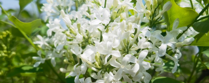 丁香花如何越冬，保证温度在5℃以上