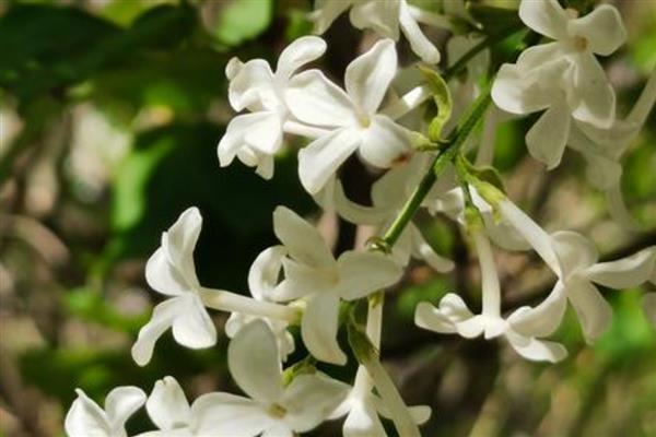 丁香花如何越冬，保证温度在5℃以上