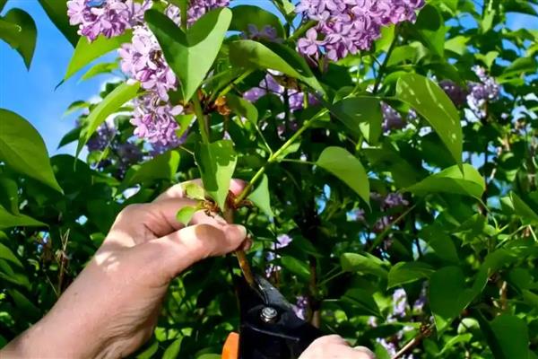 丁香花如何越冬，保证温度在5℃以上