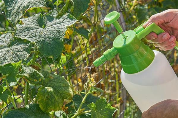 黄瓜蓟马病的防治方法，选用无公害农药适时防治