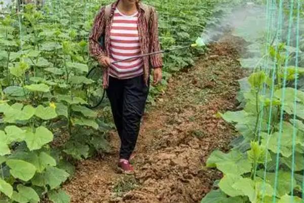 黄瓜蓟马病的防治方法，选用无公害农药适时防治