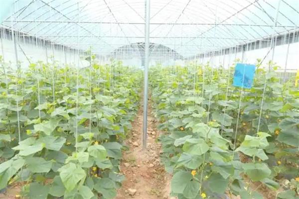 黄瓜蓟马病的防治方法，选用无公害农药适时防治