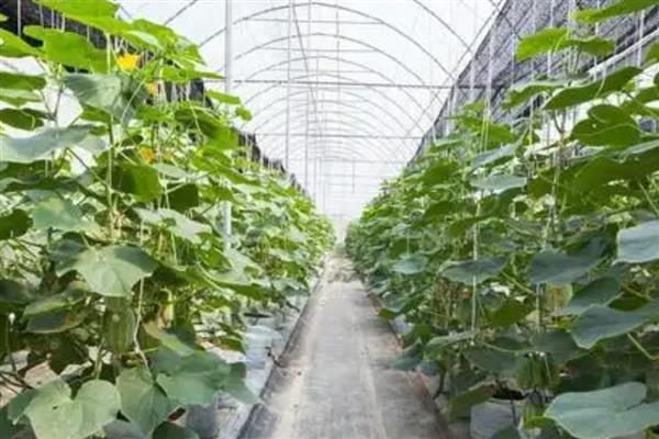 黄瓜蓟马病的防治方法，选用无公害农药适时防治