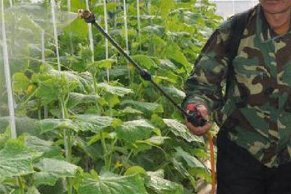 黄瓜蓟马病的防治方法，选用无公害农药适时防治