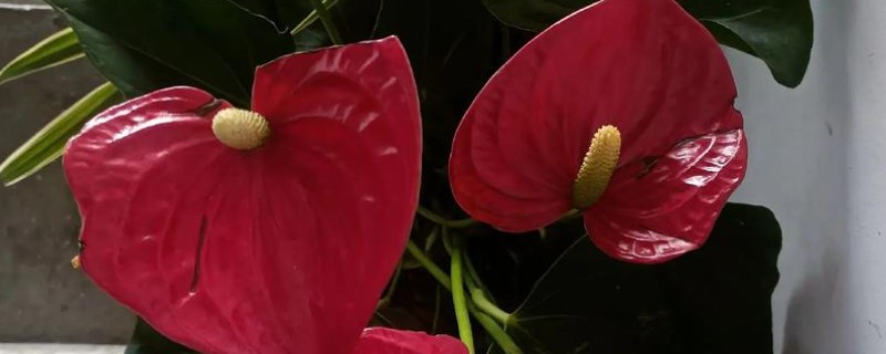 一帆风顺开完花如何修剪，需及时修剪残花