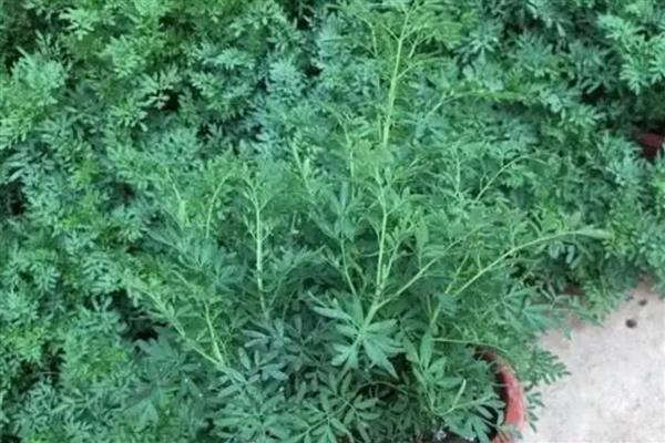 芸香的种植方式，喜欢充足的光照