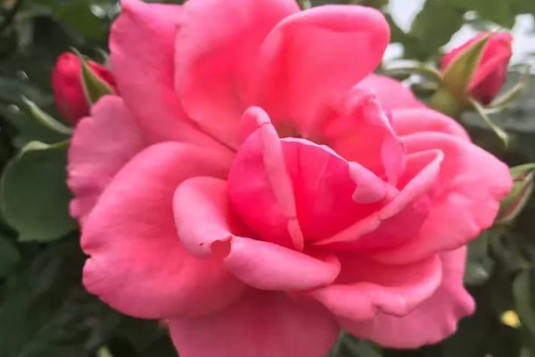 花是什么，是指被子植物的繁殖器官