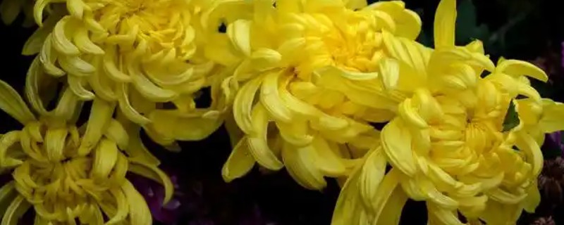 菊花的播种时间，3-4月份是播种适期