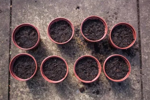 菊花的播种时间，3-4月份是播种适期