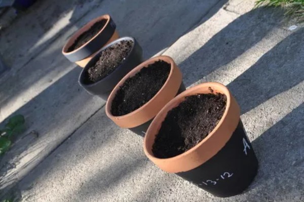 菊花的播种时间，3-4月份是播种适期