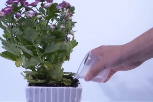 菊花的播种时间，3-4月份是播种适期