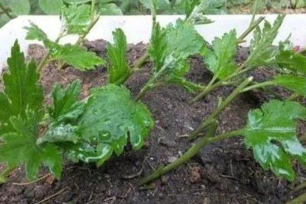 菊花的播种时间，3-4月份是播种适期
