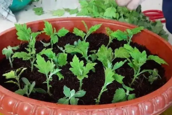 菊花的播种时间，3-4月份是播种适期