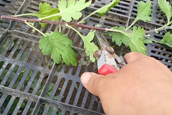 菊花的播种时间，3-4月份是播种适期
