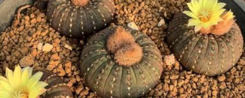 士童的养殖方式，首先要确保土壤适宜