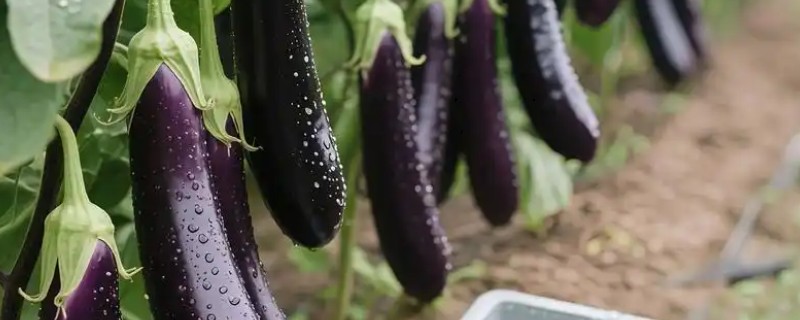 紫茄子长成白茄子的原因，可能是棚温过低所致