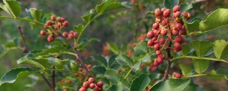 花椒和麻椒一样吗，二者的产地和色泽均不同