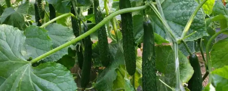 黄瓜蓟马病的防治方法，选用无公害农药适时防治