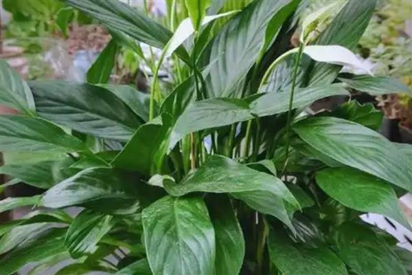 一帆风顺开完花如何修剪，需及时修剪残花