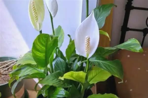 一帆风顺开完花如何修剪，需及时修剪残花