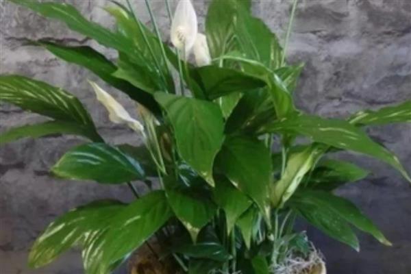 一帆风顺开完花如何修剪，需及时修剪残花