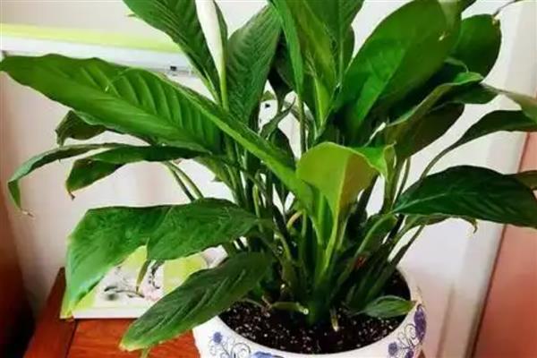 一帆风顺开完花如何修剪，需及时修剪残花