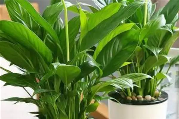 一帆风顺开完花如何修剪，需及时修剪残花